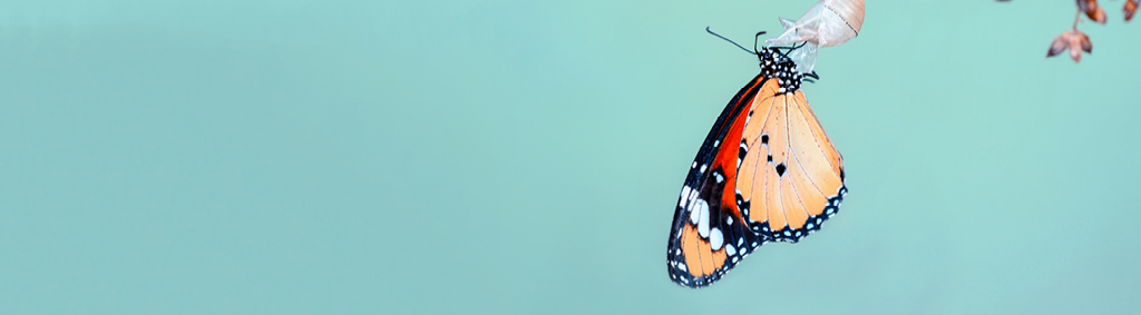 talent management butterfly transition growth flourish